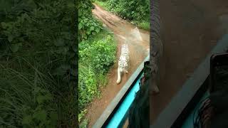 white tiger safari mukundpur Rewa mp