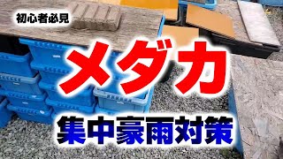 【メダカ】集中豪雨が来た！メダカ飼育場の緊急対策【初心者必見】絶対に大事