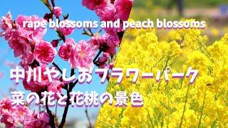 満開の菜の花と花桃の景色 中川やしおフラワーパーク/rape blossoms and peach blossoms/2024年3月14日/4K