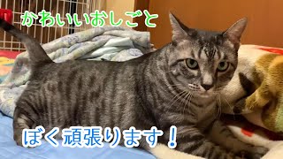 猫パン職人？クッキー職人？ぽっちゃり猫が夢中でふみふみする姿が可愛すぎた