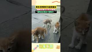 网友投喂两天流浪猫后 猫咪又带了三只小鼻嘎“猫妈这是强迫小猫来的？ #宠乐园 #轻松一刻 #动物