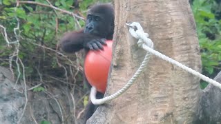 小金剛Ringo玩球球Ringo plays the orange ball-Little gorilla