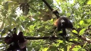 MSc Primate Conservation: Saving the Howler Monkeys of Panama | Oxford Brookes University