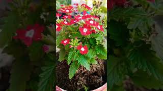 Anbe peranbe♥like share subscribe #love #ytshorts #householdplants #beautifulflowers