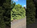 metasequoia glyptostroboides north light garden