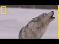 L'histoire du parc national de Yellowstone