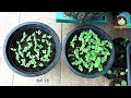 grow basil in a pot from seeds. beginners can do it ya plook arai ep104