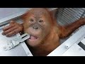 Watch: Baby orangutan rescued from suitcase of would-be smuggler