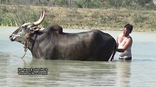 Bvs Chatrapathi PP Hallikar Jallikattu bull Swimming at bukkasagaram