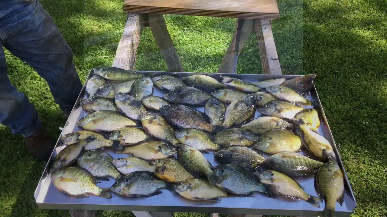 Catch And Cook Youtube Music