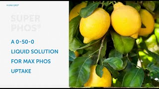 Huma Gro Super Phos: Macronutrient Crop Product