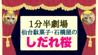 【１分半劇場】老舗の和菓子屋さん・石橋屋の敷地内にあるしだれ桜を見てきました。