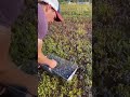 How They Collect Blueberries Is So Satisfying 🫐 #Shorts TikTok: joshpondmaine