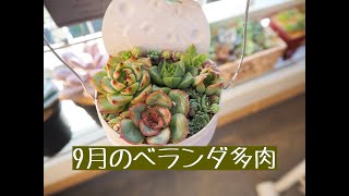 多肉《9月のベランダ多肉　vol.17 》