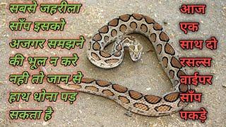 Russell's Viper Highly Venomous Snake.इस साँप से बचके ही रहे नही तो जान भी जा सकती है।