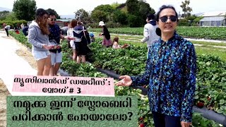 Strawberry Picking from Penray Garden Otaki I Newzealand Diaries I J's Passion World I