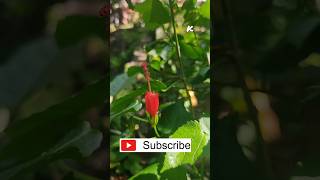 മുളക് ചെമ്പരത്തി/gardening #viral #youtube #trending #shorts #ytshorts #india  (pala palli songs)