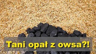 Owies na opał zamiast węgla!? Jaką ma wartość opałową i czy palenie żywności jest moralne?