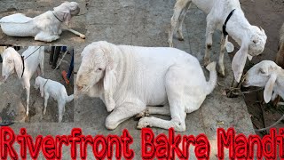 Riverfront Bakra Mandi Urf Sunday Bazar on 22Dec by Ahmedabad Bakara team