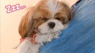 [시츄 코코] 주인 품에 폭 안겨서 자는 시츄 강아지🐶💤 | Shih Tzu dog that sleeps in its owner’s arms 🐾