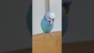 クレヨンしんちゃんが大好きなセキセイインコ