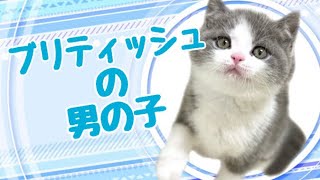 ブリティッシュショートヘアの子猫　（平野瓜破）