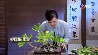 佛心花海_温柔似華_李麗淑老師-2_(lifetv_20190803_11:00)