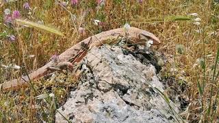 بزنمژەیە ,  ڤیدیۆ بهجت تاوگۆزی - largest  monitor lizard! - varanus nesterovi  ورل كبير في العراق