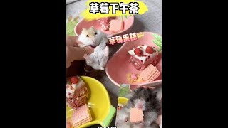 仓鼠 #金丝熊#仓鼠下午茶 @ 崽崽的草莓味下午茶