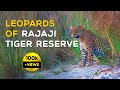 Leopards of Rajaji Tiger Reserve 2023 (Uttarakhand) - 4K Video Hindi | हिन्दी