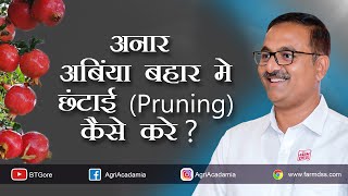 Pomegranate Pruning in Ambe Bahar - Hindi/ अबिंया बहार की छंटाई कैसे करे? - हिन्दी