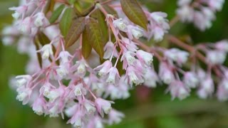 Staphylea holocarpa 'Rosea' (Chinese Bladdernut)