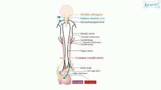 carotid body