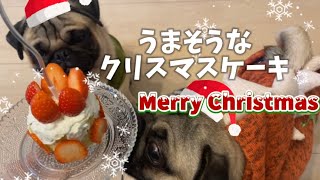 パグ2匹とXmasパーティしたら可愛いが渋滞しててしんどかった w w w w w w wケーキ食べてプレゼント開封して楽しすぎた🎄