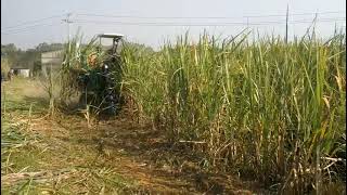 Sugarcane Cutter machine made in china  work video