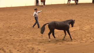 191014 Open Western Yearling Longe Line Stakes Kenny Latkins