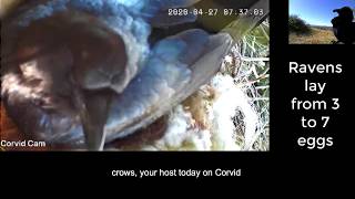 Corvid Corner Raven Nest Cam 2