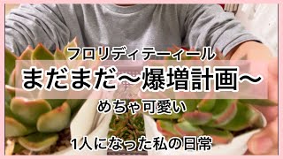 [多肉植物]めちゃ可愛いフロリディテーィール爆増計画〜まだまだやるわよ〜^_^1人になった私の戯言