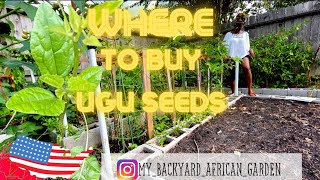 Where to Buy Ugu, Okong obong, fluted pumpkin seeds in the USA | Ugu Planting Notes @YAJESGARDEN