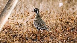 European golden plover  (Pluvialis apricaria) Finnmark - North of Norway