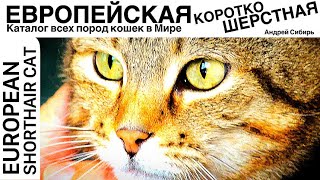 ЕВРОПЕЙСКАЯ КОРОТКОШЕРСТНАЯ КОШКА. ВСЕ ПОРОДЫ КОШЕК МИРА. EUROPEAN SHORTHAIR CAT.