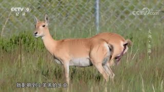 母羊产崽时受惊了 严重到威胁母羊和未出生小羊的生命 《大湖·青海》第一集 【CCTV纪录】