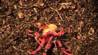 Timelapse: Aseroe rubra emerging