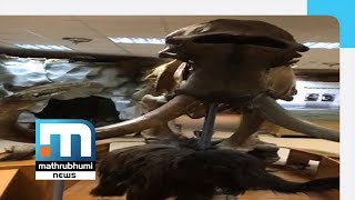 Mammoth Museum Welcomes The Fans|Mathrubhumi News