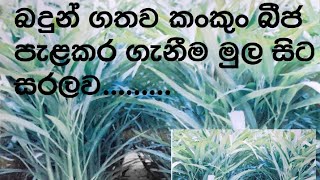 බදුන් ගතව කන්කුන් වගාව මුල සිට සරලව / how to grow water spinach from seeds