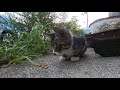 【ネコ観察モニタリング】母猫がカリカリを食べてたら子猫がやって来た 4 the kitten came when my mother was eating dry food！ 4