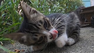 【ネコ観察モニタリング】母猫がカリカリを食べてたら子猫がやって来た#4 The kitten came when my mother was eating dry food！#4