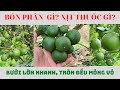 Hướng Dẫn Chi Tiết Cách Bón Phân Nuôi Trái Non Bưởi Da Xanh Tháng 1 Đến Tháng 4 | NNCT