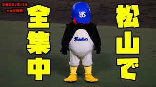 つば九郎　松山でも全集中！空中くるりんぱ！！　2024/5/14 vs広島