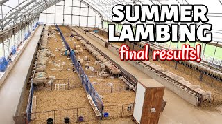 Summer Lambing 2020 | SHARING MY FINAL RESULTS *not great*: Vlog 326